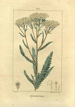 Laden Sie das Bild in den Galerie-Viewer, BIO-ACHILLEA-BLUMEN ACHILLEA MILLEFOLIUM
