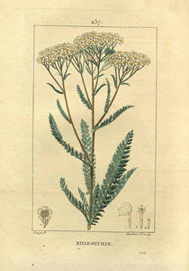 ACHILLEA FIORI BIO ACHILLEA MILLEFOLIUM