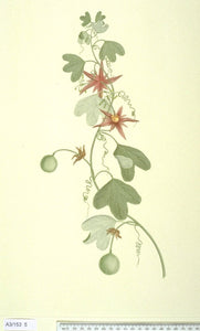 FINOCCHIO SEMI BIO ( FOENICULUM VULGARE)