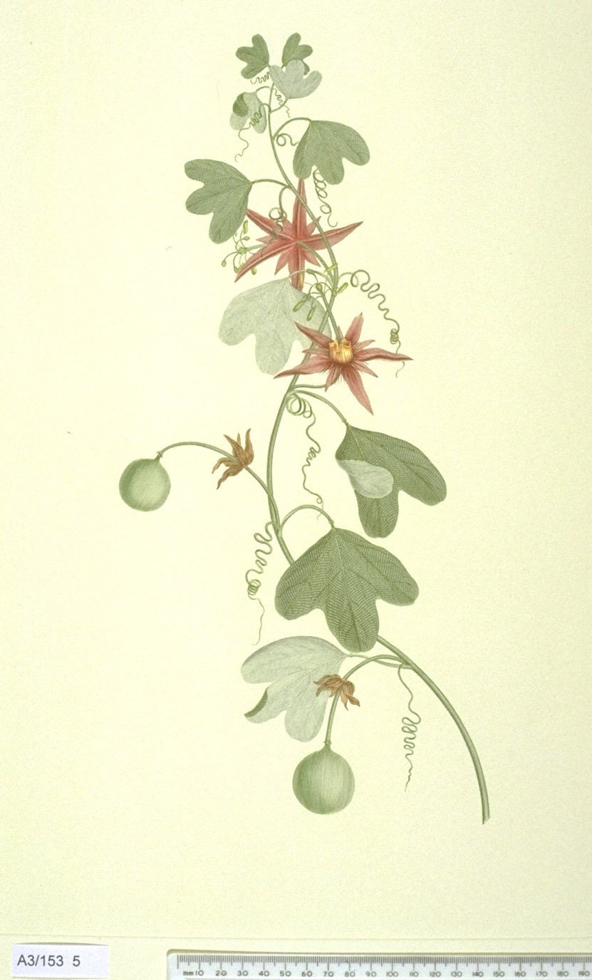 HEUGREEK-PULVER (TRIGONELLA FOENUM-GRAECUM)