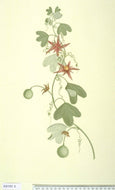 ROSA CANINA BIO - CINORRODI SENZA SEMI