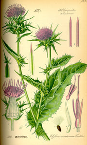 ORGANIC MILK THISTLE SEEDS (SILYBUM MARIANUM)